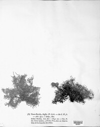 Usnea florida image